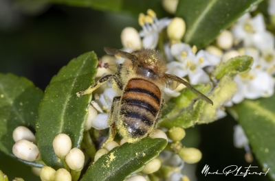 Honey Bee Spring 2024